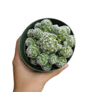 Thimble cactus, monthly succulents, succulent plant, succulent care, succulent care tips, succulent care guide, succulents shop in California, Succulents shop near me, cactus, Thimble cactus in California, How to grow Thimble cactus, cactus, cactus succulent, succulent cactus, cacti, cactus and succulents, succulents box, succulent shop, buy succulents online