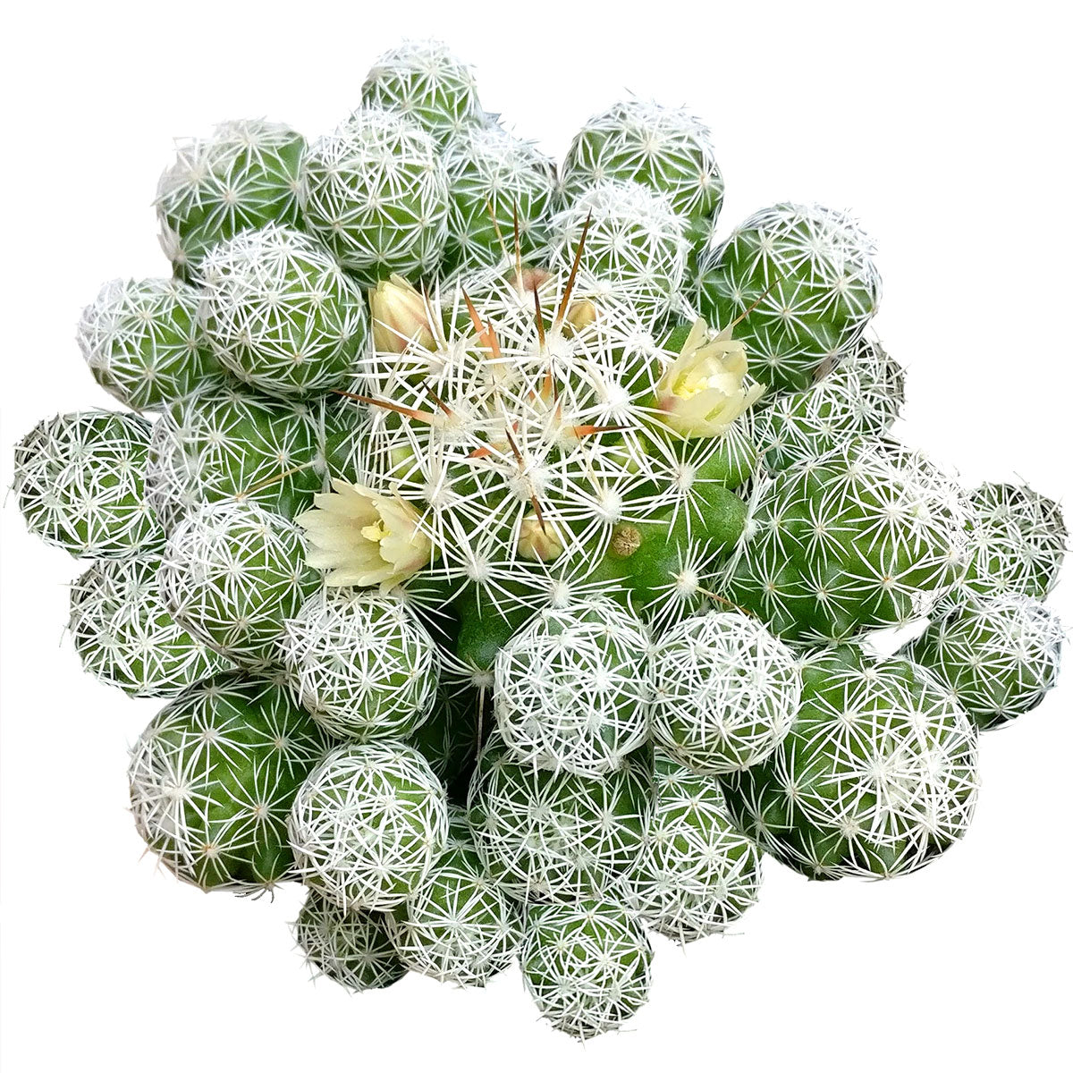 Thimble cactus, monthly succulents, succulent plant, succulent care, succulent care tips, succulent care guide, succulents shop in California, Succulents shop near me, cactus, Thimble cactus in California, How to grow Thimble cactus, cactus, cactus succulent, succulent cactus, cacti, cactus and succulents, succulents box, succulent shop, buy succulents online