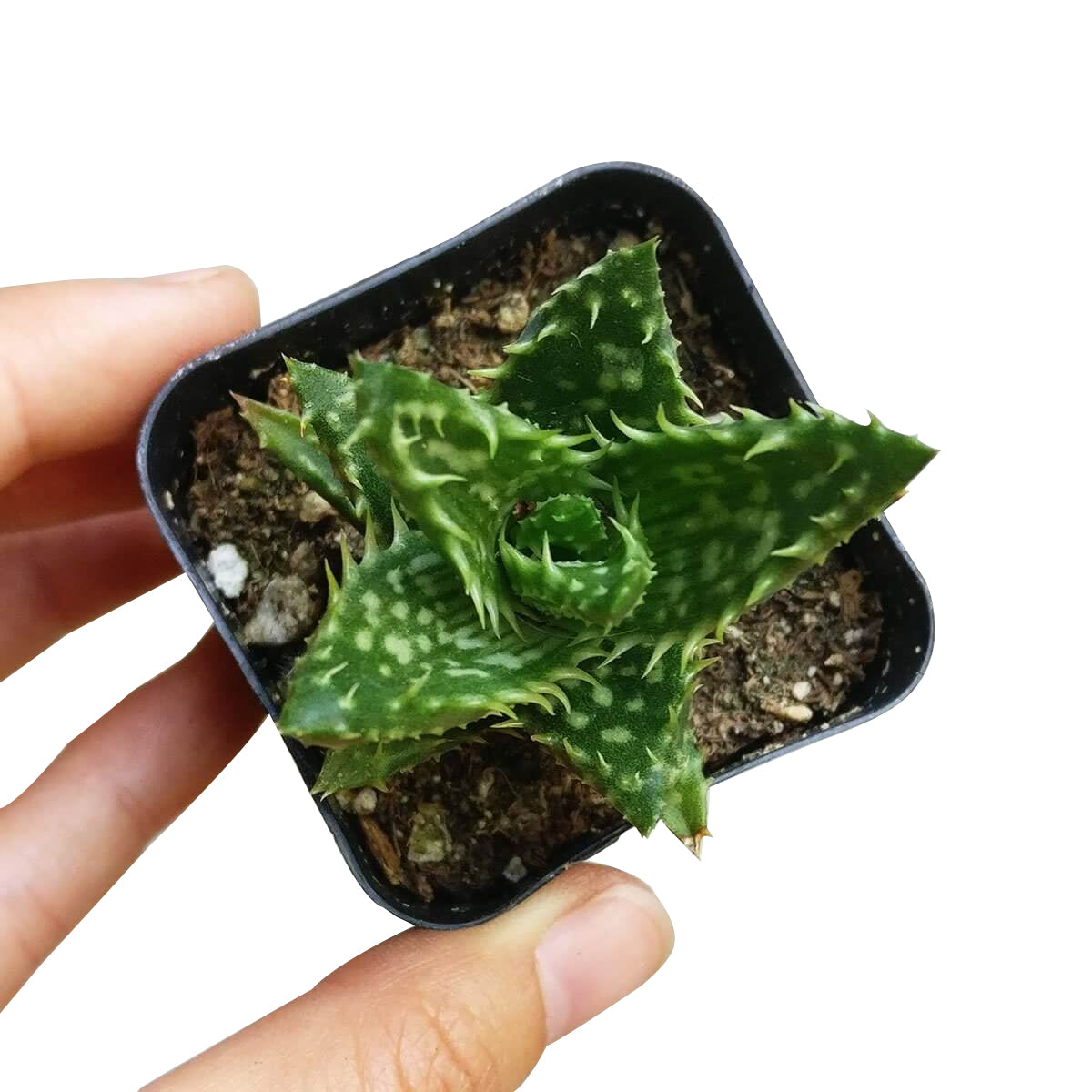 tiger aloe succulent Get Your Tiger Tooth Aloe Juvenna