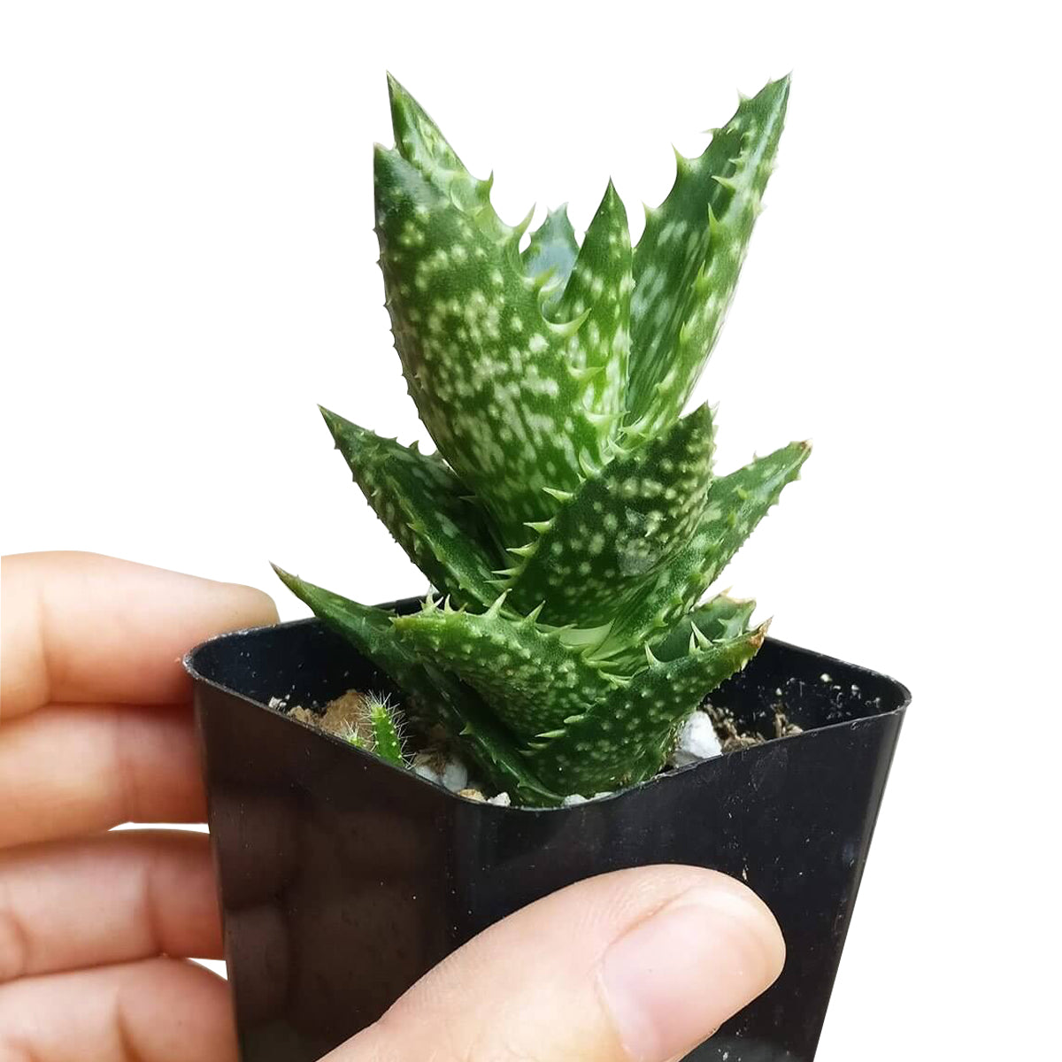 Tiger Tooth Aloe for sale, succulent care tips, succulent plant, cactus, indoor succulents, how to grow succulents, Succulents shop near me, succulents store in CA, succulents shop in California, Tiger Tooth Aloe in California, How to grow Tiger Tooth Aloe. indoor succulents.