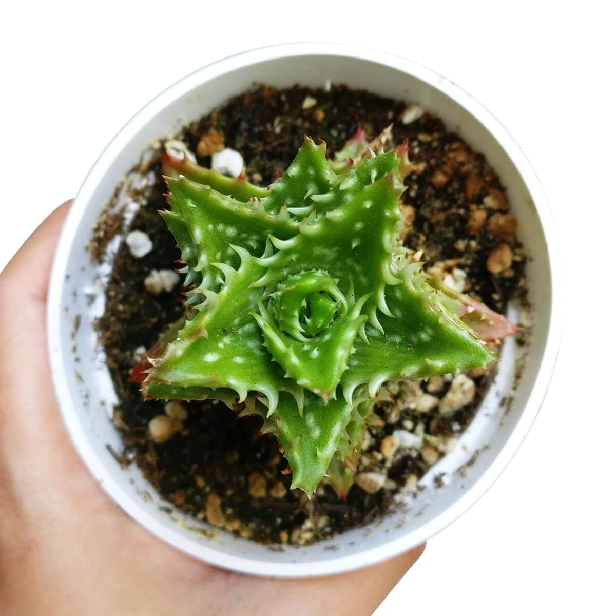 Tiger Tooth Aloe for sale, succulent care tips, succulent plant, cactus, indoor succulents, how to grow succulents, Succulents shop near me, succulents store in CA, succulents shop in California, Tiger Tooth Aloe in California, How to grow Tiger Tooth Aloe. indoor succulents.