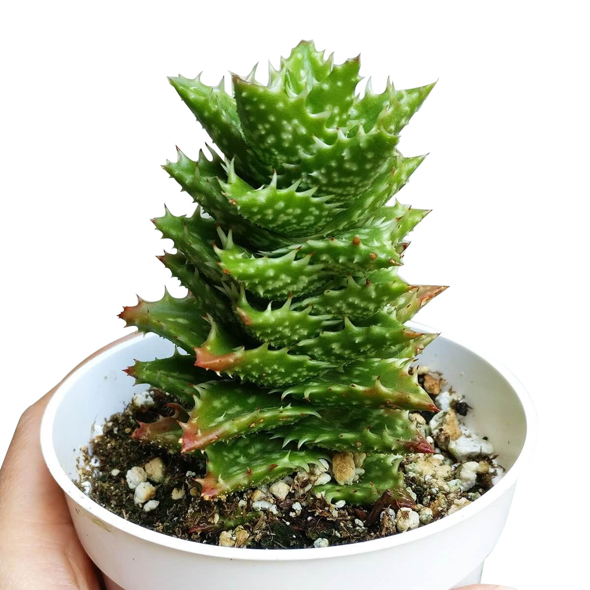 Tiger Tooth Aloe for sale, succulent care tips, succulent plant, cactus, indoor succulents, how to grow succulents, Succulents shop near me, succulents store in CA, succulents shop in California, Tiger Tooth Aloe in California, How to grow Tiger Tooth Aloe. indoor succulents.