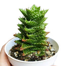 Tiger Tooth Aloe for sale, succulent care tips, succulent plant, cactus, indoor succulents, how to grow succulents, Succulents shop near me, succulents store in CA, succulents shop in California, Tiger Tooth Aloe in California