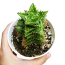 Tiger Tooth Aloe for sale, succulent care tips, succulent plant, cactus, indoor succulents, how to grow succulents, Succulents shop near me, succulents store in CA, succulents shop in California, Tiger Tooth Aloe in California
