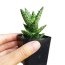 Tiger Tooth Aloe for sale, succulent care tips, succulent plant, cactus, indoor succulents, how to grow succulents, Succulents shop near me, succulents store in CA, succulents shop in California, Tiger Tooth Aloe in California