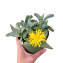 tiger’s jaw crassula in California, How to grow tiger’s jaw crassula, crassula, crassula plant, crassula succulent, crassula types, crassula varieties, types of crassula, crassula species, crassulas, succulent crassula