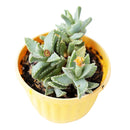 tiger’s jaw crassula in California, How to grow tiger’s jaw crassula, crassula, crassula plant, crassula succulent, crassula types, crassula varieties, types of crassula, crassula species, crassulas, succulent crassula