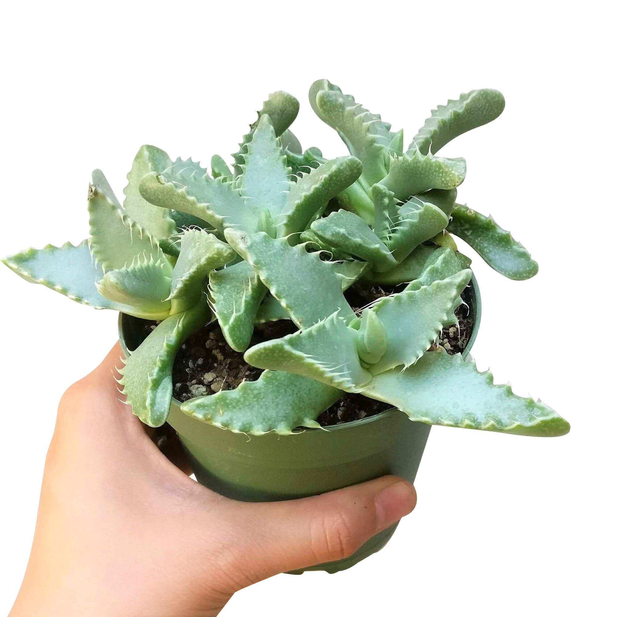 tiger succulent plant Tiger’s Jaw Crassula 2 inch / Clay Pot