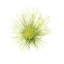 Air Plant Decor Ideas, Live Air plants as Gifts, Types of Unique Air Plants for Sale