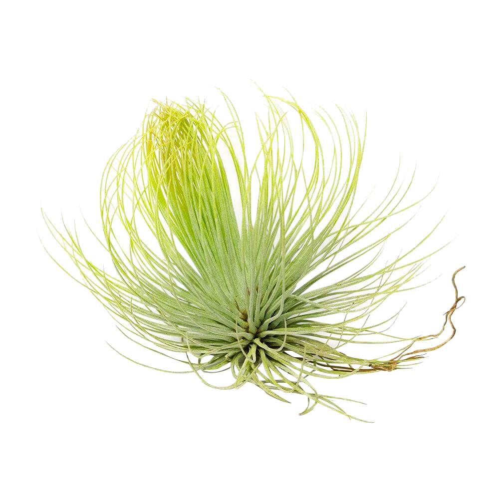 Tillandsia Andreana for sale, Tillandsia Andreana, How to plant Tillandsia Andreana, Tillandsia Andreana air plant care guide, Air plants Gift Ideas for any occasion, Air plants subscription box delivered monthly
