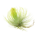 Air Plant Decor Ideas, Live Air plants as Gifts, Types of Unique Air Plants for Sale