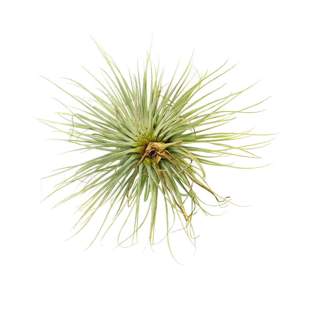 andreana air plant care Tillandsia Andreana Air Plants & Care Guide | Air Plants Gift Decor Ideas