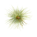 Air Plant Decor Ideas, Live Air plants as Gifts, Types of Unique Air Plants for Sale