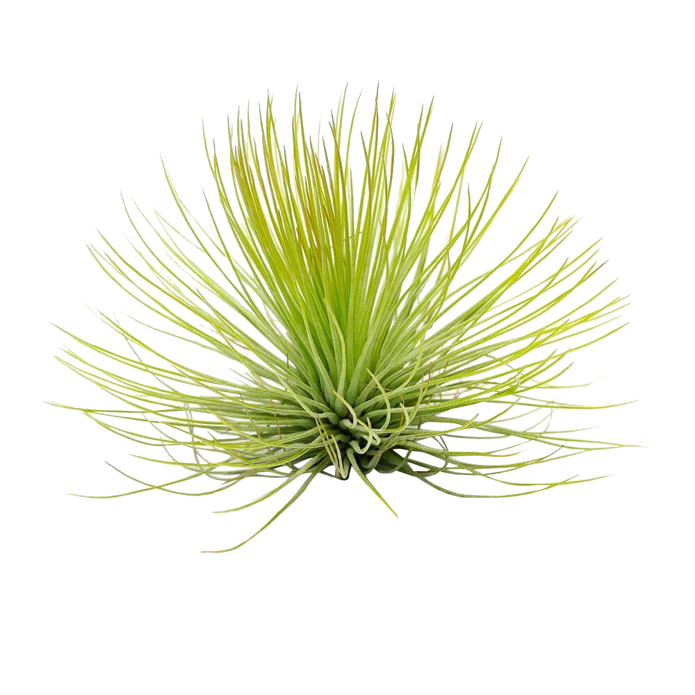 andreana air plant Tillandsia Andreana Air Plants & Care Guide | Air Plants Gift Decor Ideas