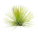 Air Plant Decor Ideas, Live Air plants as Gifts, Types of Unique Air Plants for Sale