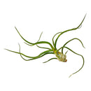 bulbosa belize, tillandsia ionantha rubra, where belize, where belize located, ionantha rubra, bulbosa, who colonized belize, bulbosa belize air plant
