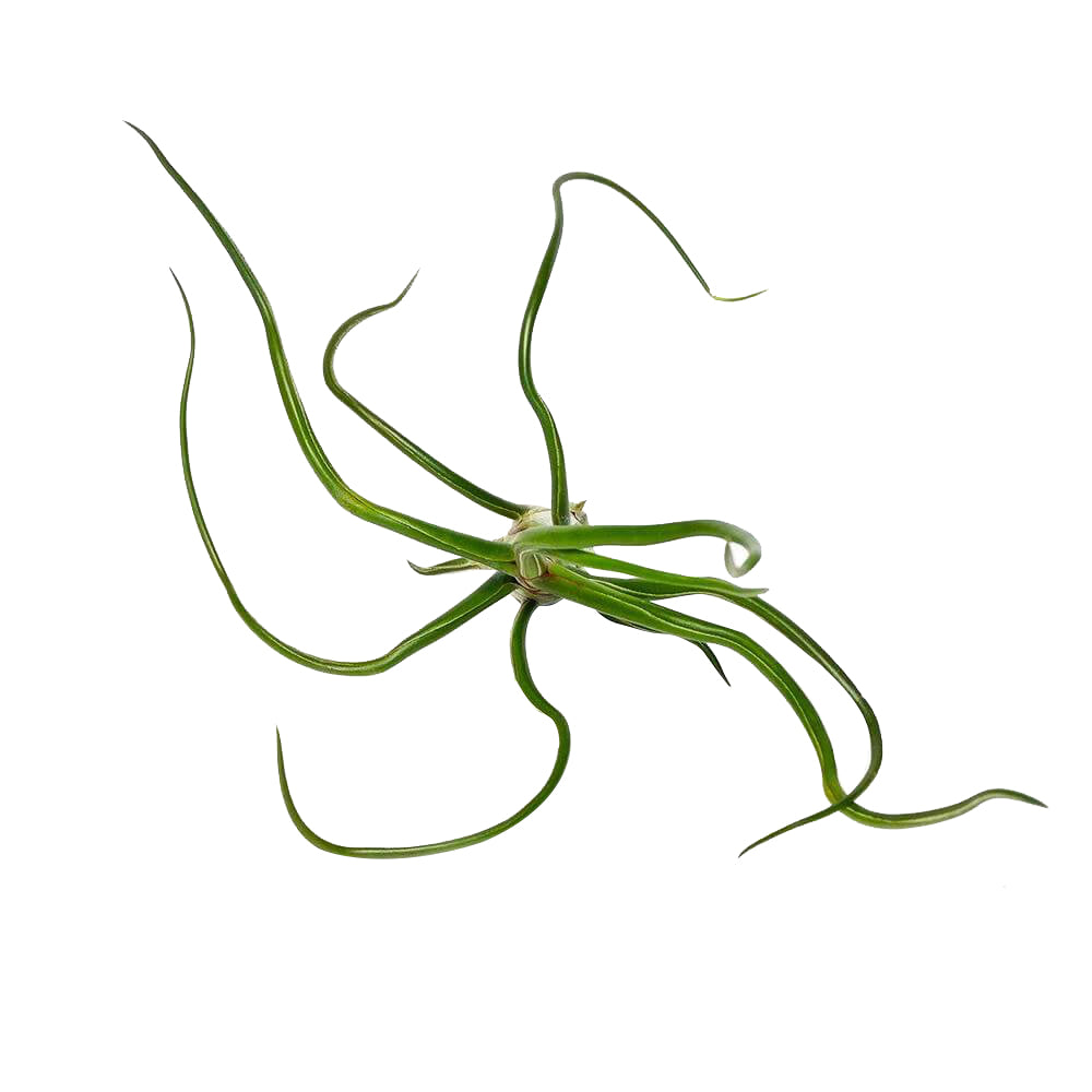 bulbosa belize, tillandsia ionantha rubra, where belize, where belize located, ionantha rubra, bulbosa, who colonized belize, bulbosa belize air plant