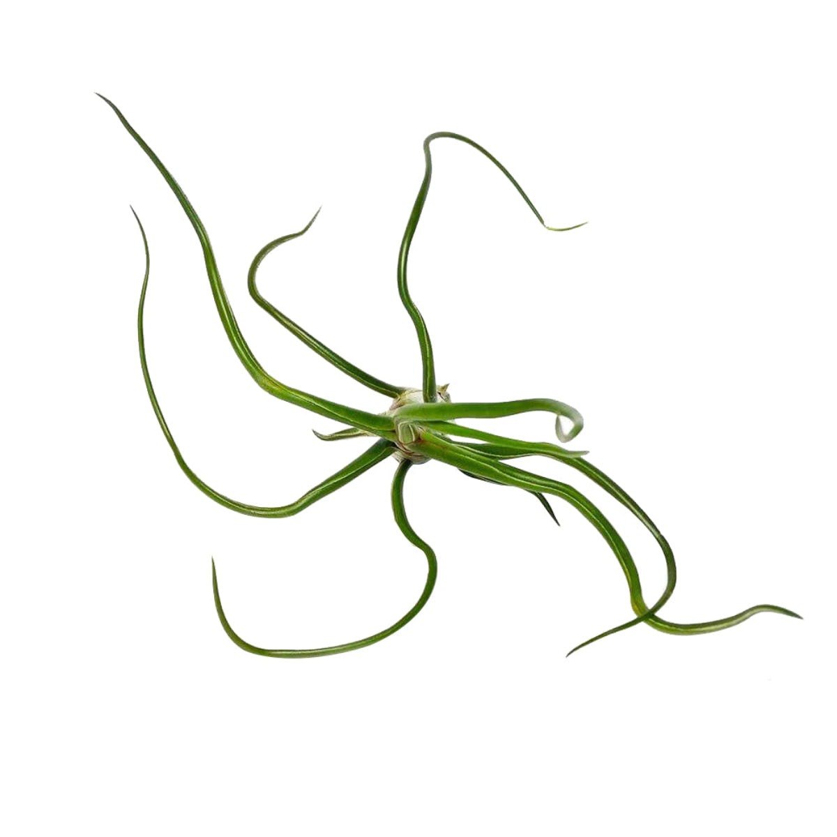 bulbosa belize air plant Tillandsia Bulbosa Belize