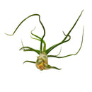 bulbosa belize, tillandsia ionantha rubra, where belize, where belize located, ionantha rubra, bulbosa, who colonized belize, bulbosa belize air plant