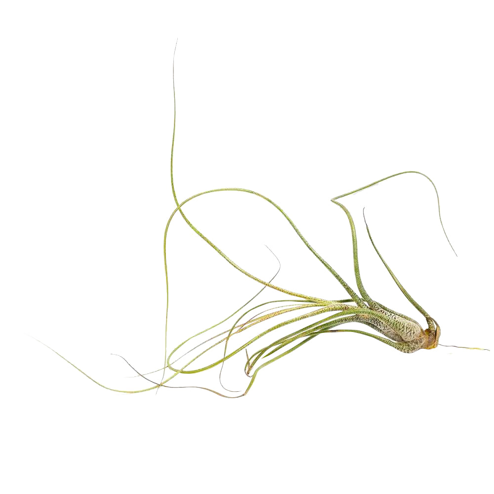 Tillandsia Butzii Air Plant for sale, How to grow Tillandsia Butzii Air Plant, How to care for Tillandsia Butzii Air Plant, Air plants subscription box monthly, Air plants home decor ideas, Air plants gift ideas