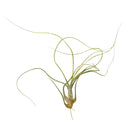 Tillandsia Butzii Air Plant for sale, How to grow Tillandsia Butzii Air Plant, How to care for Tillandsia Butzii Air Plant, Air plants subscription box monthly, Air plants home decor ideas, Air plants gift ideas