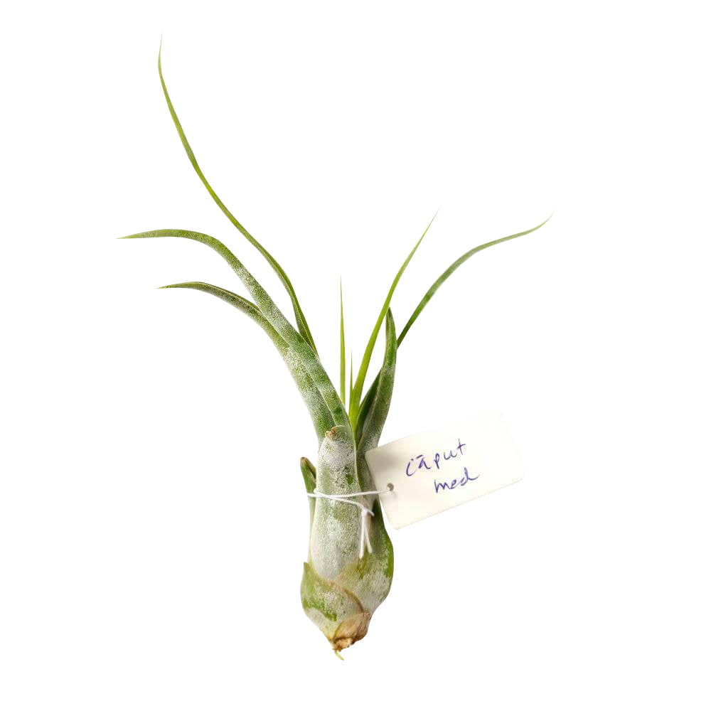 Tillandsia Caput Medusae air plant for sale, Medusa&#39;s head plant for sale, Tillandsia Caput Medusae easy-care indoor plant, Air plants gift decor ideas, Air plants subscription box delivered monthly