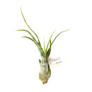 Tillandsia Caput Medusae air plant for sale, Medusa&#39;s head plant for sale, Tillandsia Caput Medusae easy-care indoor plant, Air plants gift decor ideas, Air plants subscription box delivered monthly