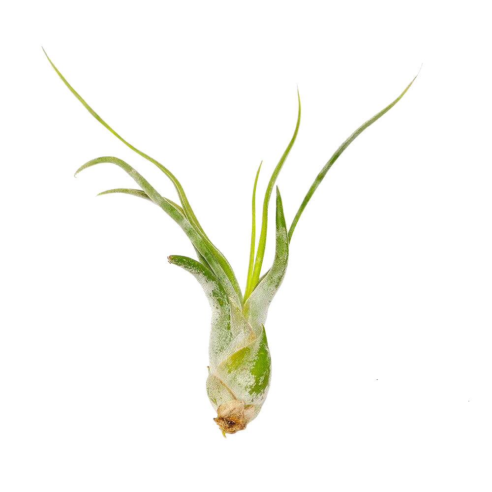 Tillandsia Caput Medusae air plant for sale, Medusa&#39;s head plant for sale, Tillandsia Caput Medusae easy-care indoor plant, Air plants gift decor ideas, Air plants subscription box delivered monthly
