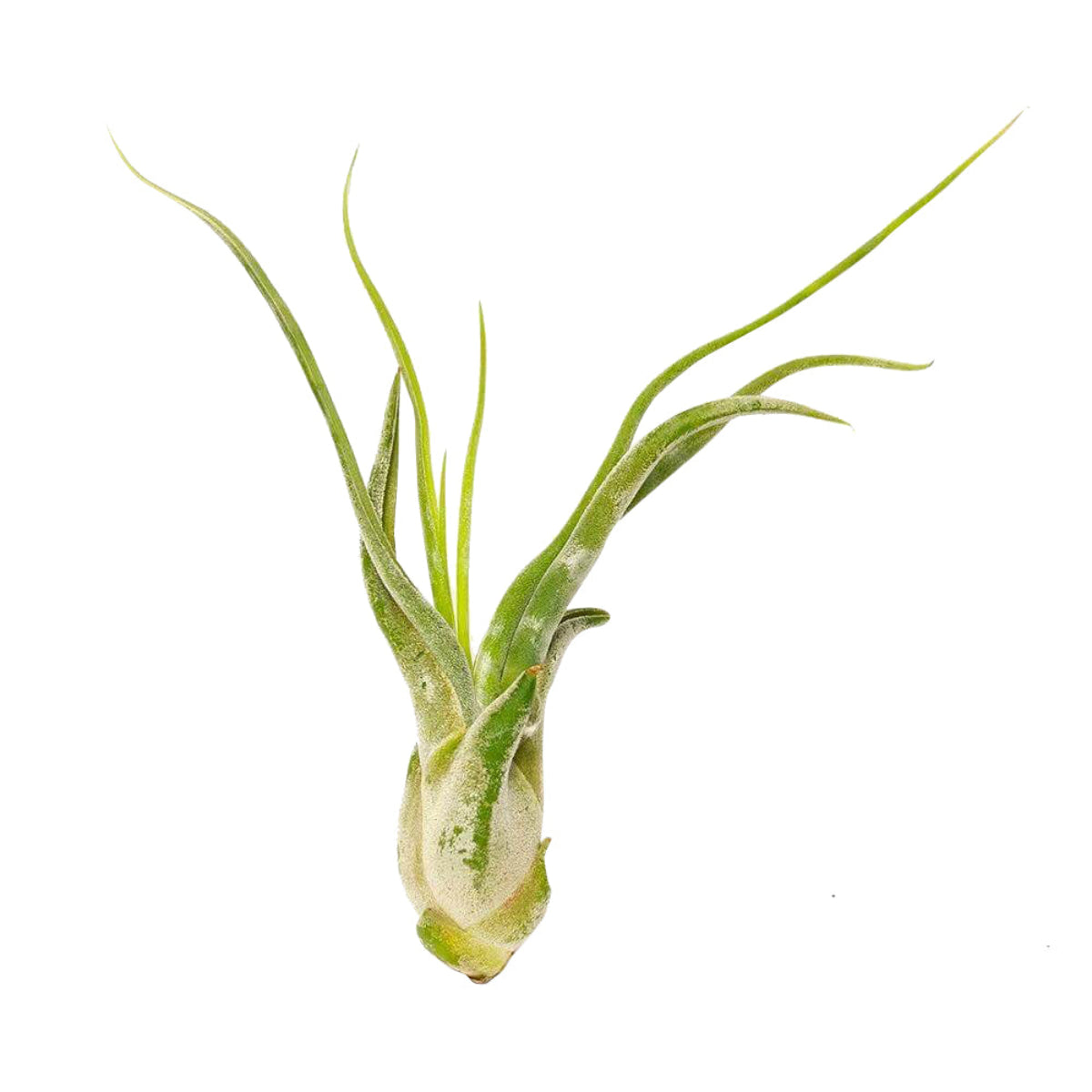 medusa head air plant Caput Medusae Air Plant