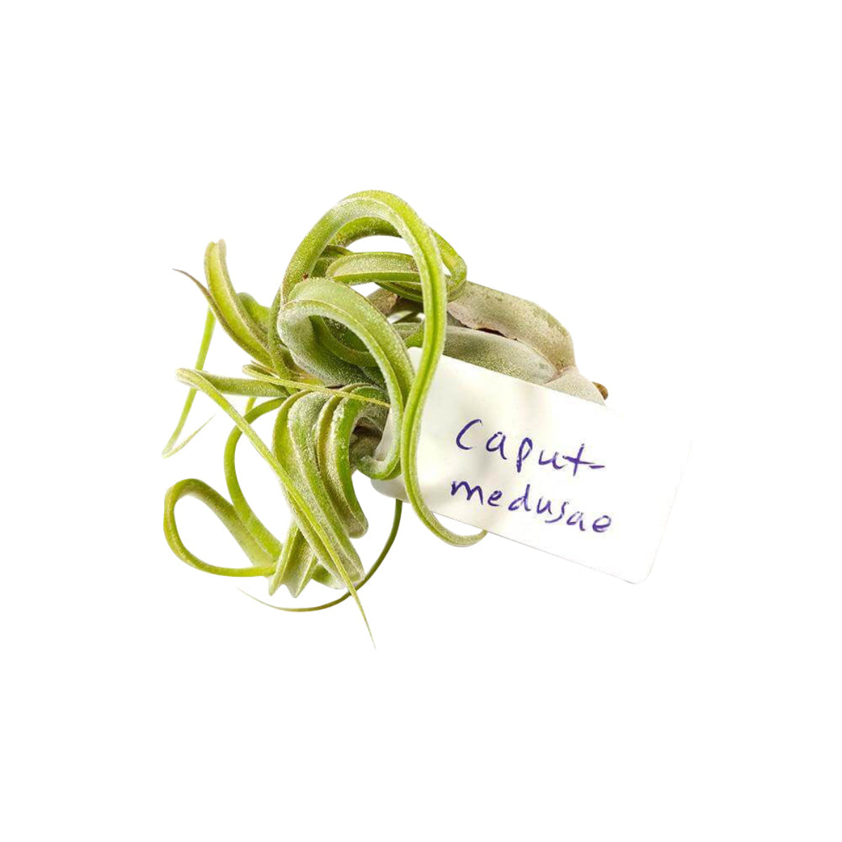 medusa air plant care Caput Medusae Air Plant | The Iconic Medusa Tillandsia