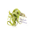 Tillandsia Caput Medusae air plant for sale, Medusa&#39;s head plant for sale, Tillandsia Caput Medusae easy-care indoor plant, Air plants gift decor ideas, Air plants subscription box delivered monthly