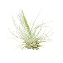 Tillandsia Fuchsii Airplant Care, Tillandsia Fuchsii Air Plants for sale, How to grow Tillandsia Fuchsii Air Plants indoor, Air plants subscription box delivered monthly, Air plants gift ideas for any occasion