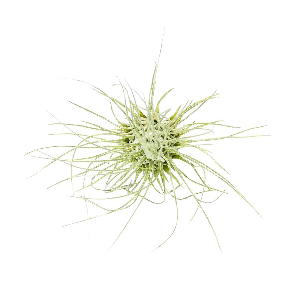 Tillandsia Fuchsii Airplant Care, Tillandsia Fuchsii Air Plants for sale, How to grow Tillandsia Fuchsii Air Plants indoor, Air plants subscription box delivered monthly, Air plants gift ideas for any occasion