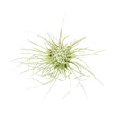 Tillandsia Fuchsii Airplant Care, Tillandsia Fuchsii Air Plants for sale, How to grow Tillandsia Fuchsii Air Plants indoor, Air plants subscription box delivered monthly, Air plants gift ideas for any occasion