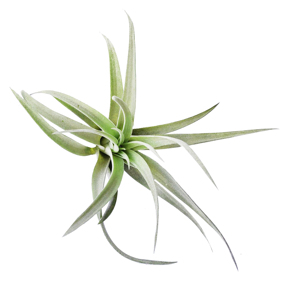 plants live in air Tillandsia Harrisii Air Plant | Live Silver Air Plants Online