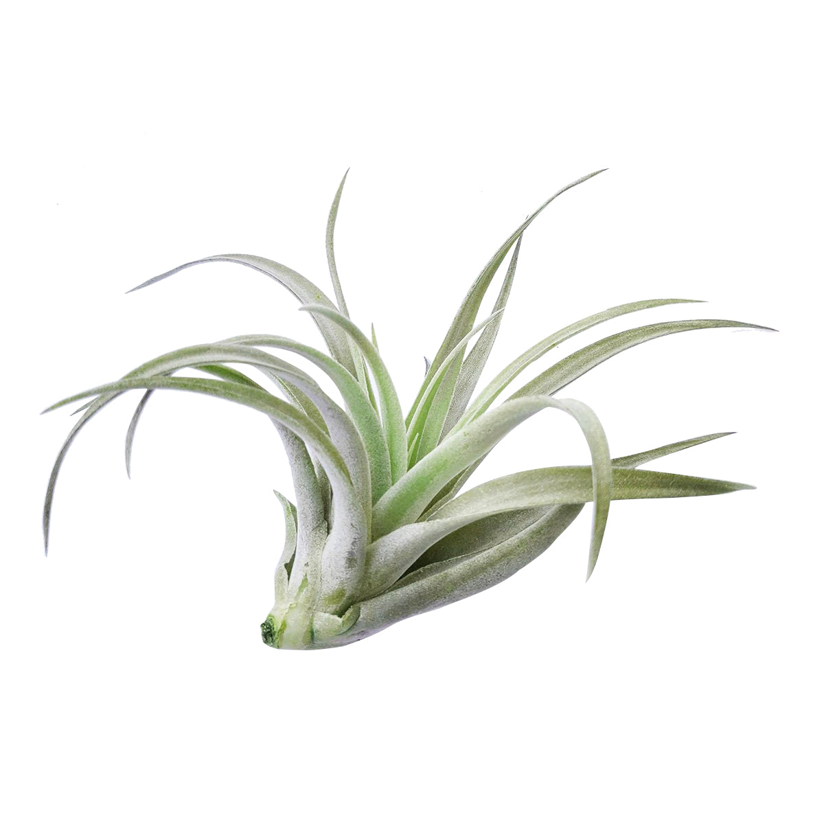 harrisii air plant care Tillandsia Harrisii Air Plant 4