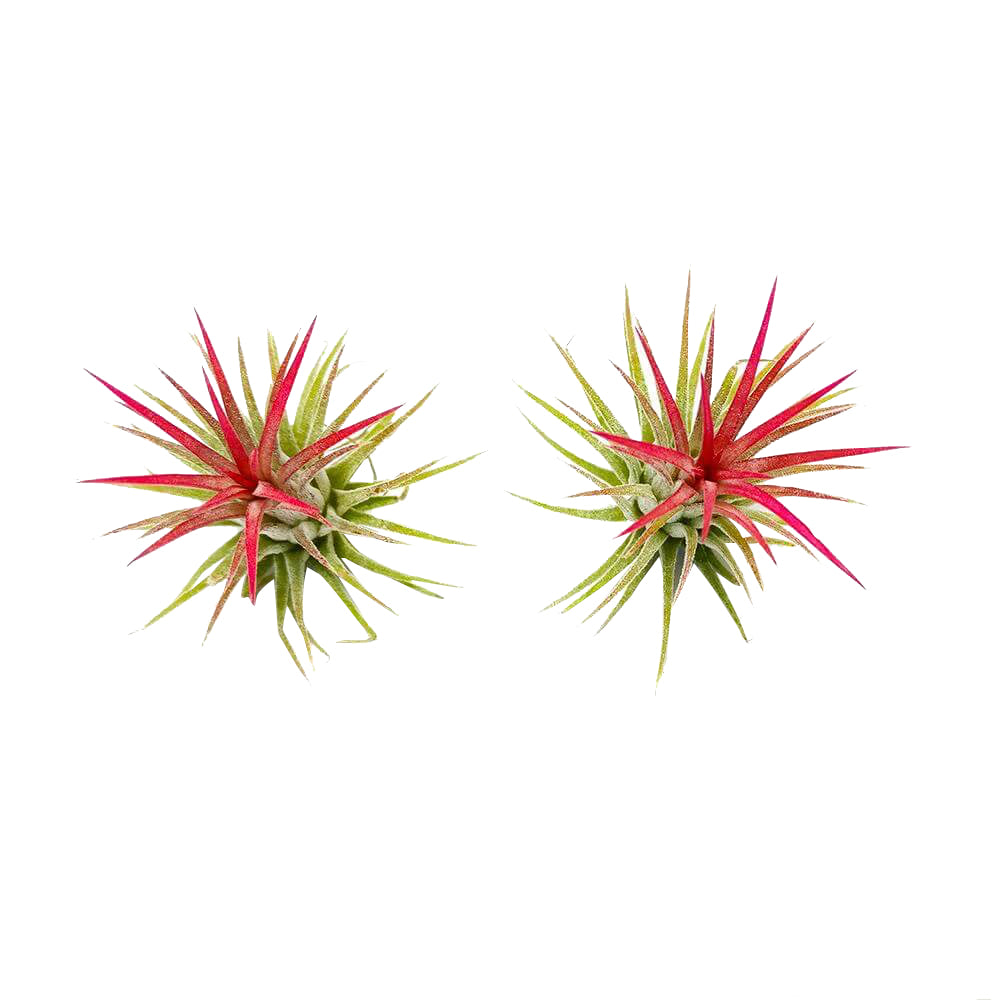 ionantha rubra, tillandsia ionantha fuego, tillandsia rubra, tillandsia ionantha varieties, tillandsia ionantha mexican, tillandsia ionantha rubra care, how to care for tillandsia air plants, ionantha rubra care