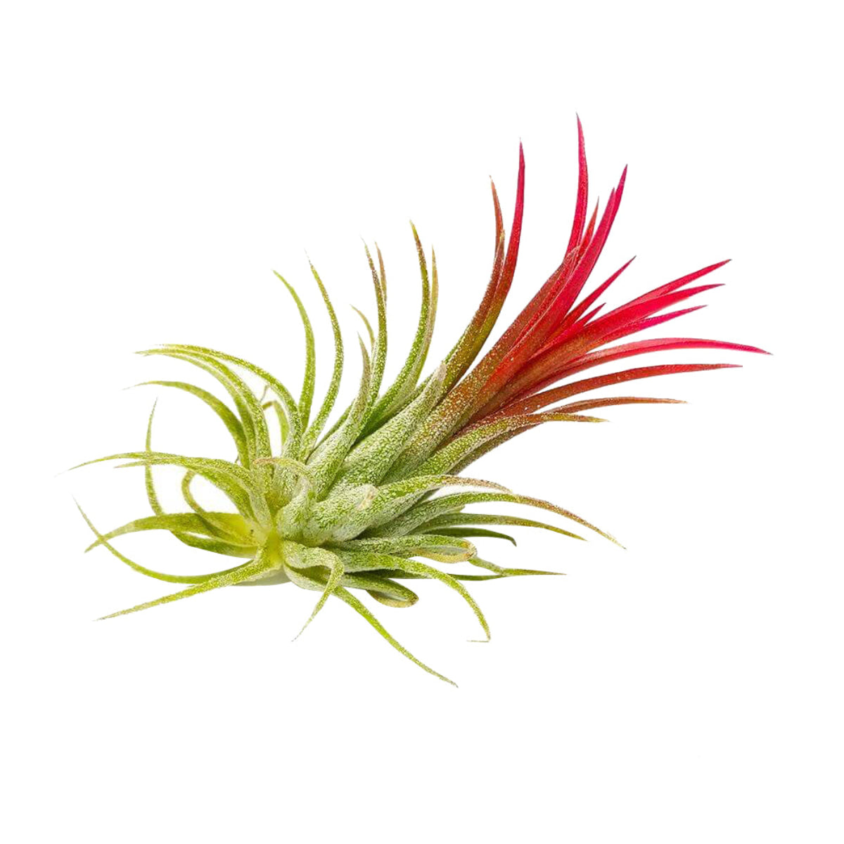 fuego air plant Buy Tillandsia Ionantha Fuego Air Plant Online & Detailed Care Guide by Succulents Box