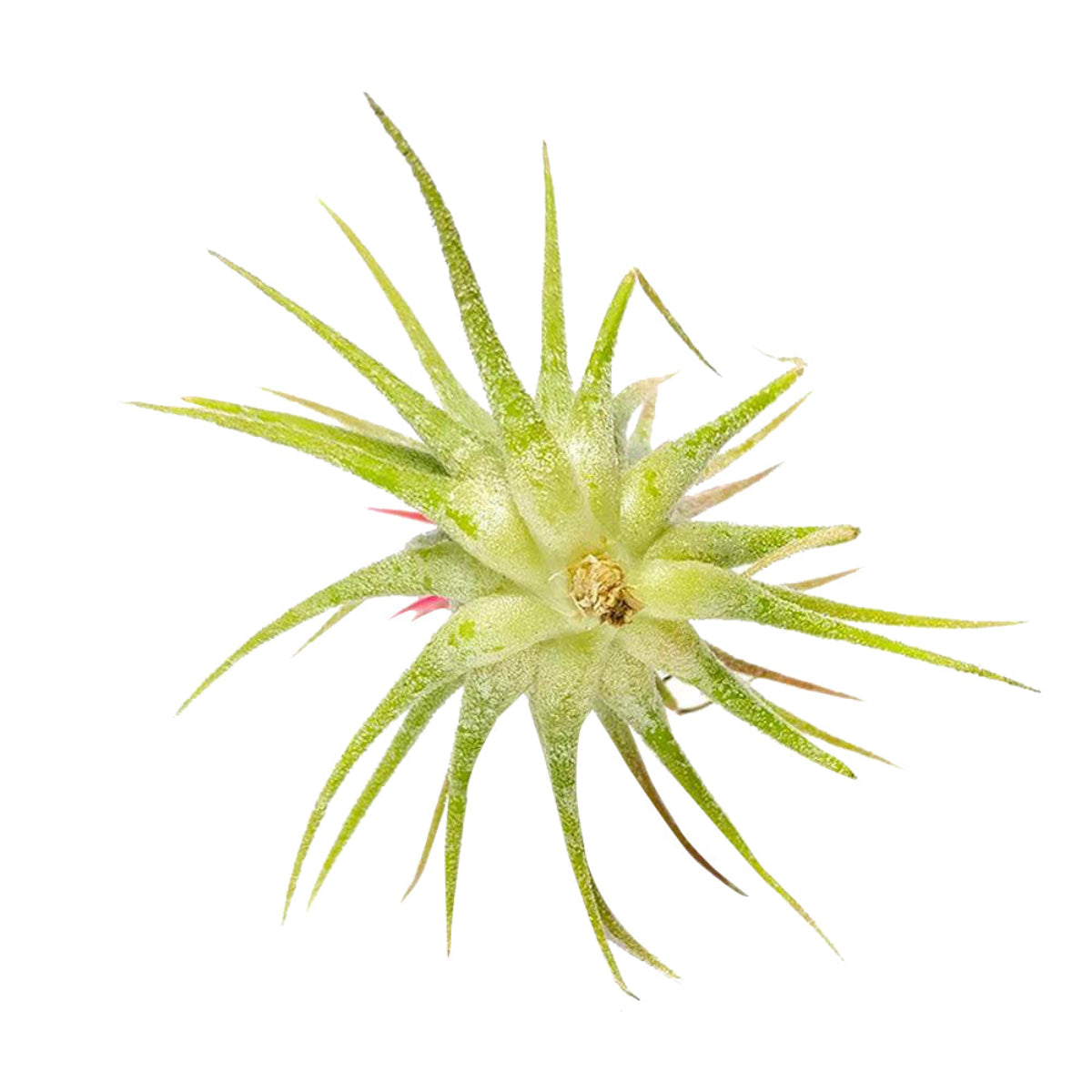 ionantha fuego air plant Buy Tillandsia Ionantha Fuego Air Plant Online & Detailed Care Guide by Succulents Box