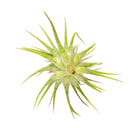 Tillandsia Ionantha Fuego Air Plant Decor Ideas, Unique Air Plant as Gift