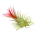 Tillandsia Ionantha Fuego Air Plant Decor Ideas, Unique Air Plant as Gift