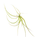 Tillandsia Moonlight Air Plant for Sale, How to grow Moonlight Air Plant indoor, Moonlight Air Plant Care, air plant gift ideas, air plant box delivered monthly, air plant home decoration