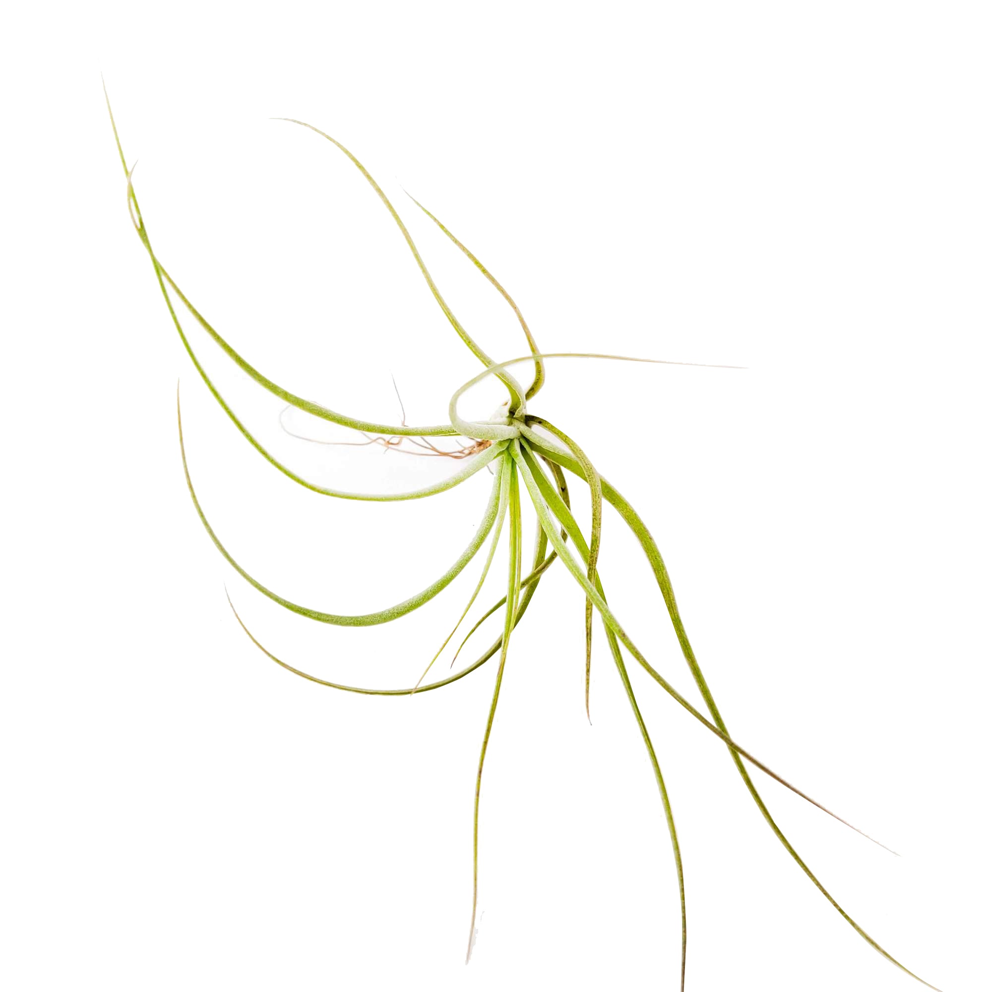 moonlight air plant Unique Tillandsia Moonlight Air Plant - Easy to Care Indoor Plants