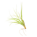 Tillandsia Moonlight Air Plant for Sale, How to grow Moonlight Air Plant indoor, Moonlight Air Plant Care, air plant gift ideas, air plant box delivered monthly, air plant home decoration