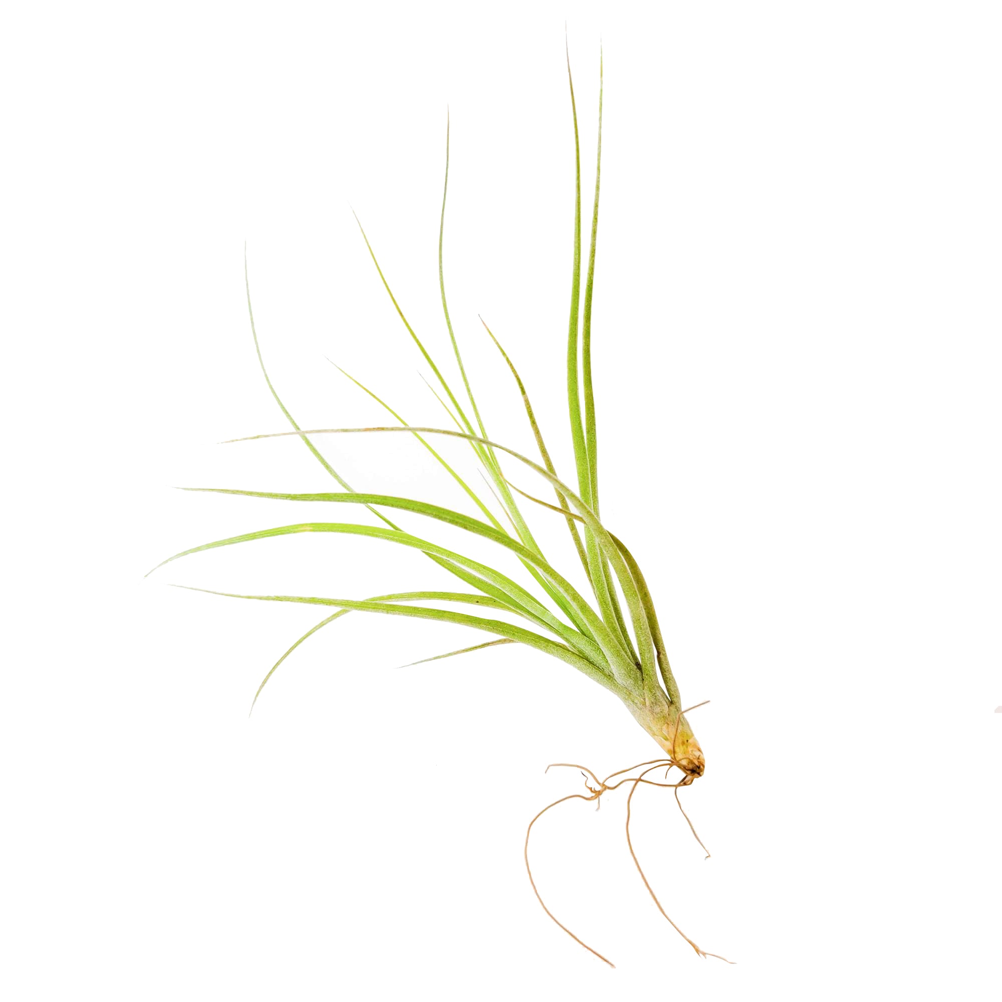 air plant that looks like grass Unique Tillandsia Moonlight Air Plant - Easy to Care Indoor Plants
