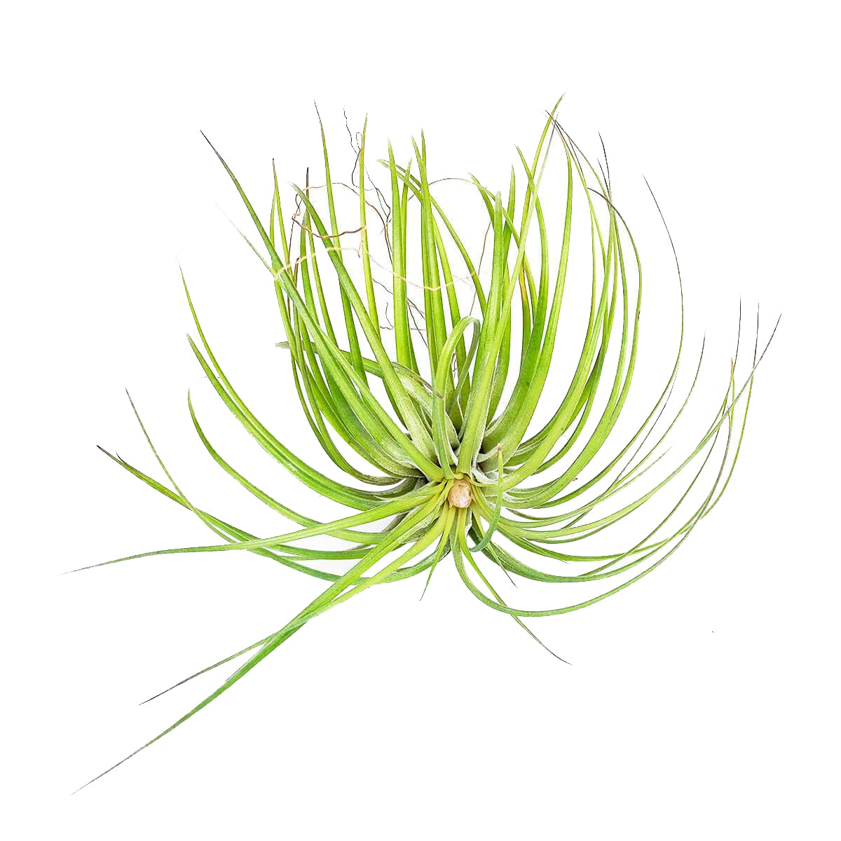 Tillandsia Stricta Green Air Plant for sale, How to grow Stricta Green Air Plant indoor, How to care for Stricta Green Air Plant, Air plants subscription box monthly, Air plants gift ideas, Air plants home office decoration