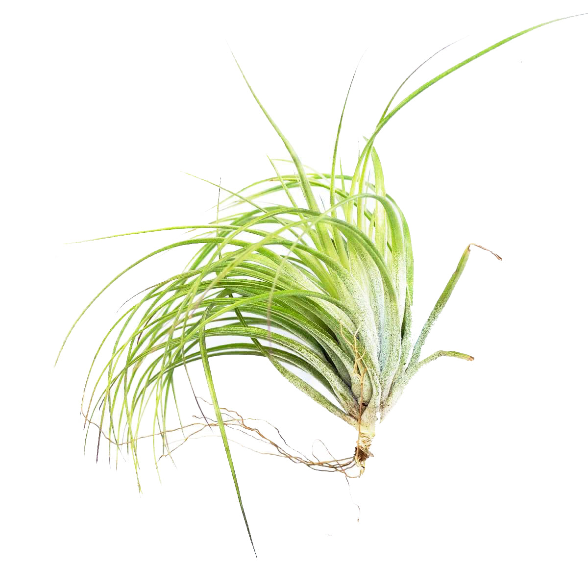 Tillandsia Stricta Green Air Plant for sale, How to grow Stricta Green Air Plant indoor, How to care for Stricta Green Air Plant, Air plants subscription box monthly, Air plants gift ideas, Air plants home office decoration