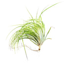 Tillandsia Stricta Green Air Plant for sale, How to grow Stricta Green Air Plant indoor, How to care for Stricta Green Air Plant, Air plants subscription box monthly, Air plants gift ideas, Air plants home office decoration