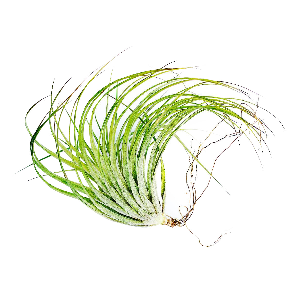 stricta air plant care Tillandsia Stricta Green Air Plant & Care Guide