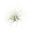 Tillandsia Tectorum Ecuador airplant for sale, Types of air plants, How to care for airplants, Airplant Gift Box, Airplant decoration ideas, Airplant subscription box monthly